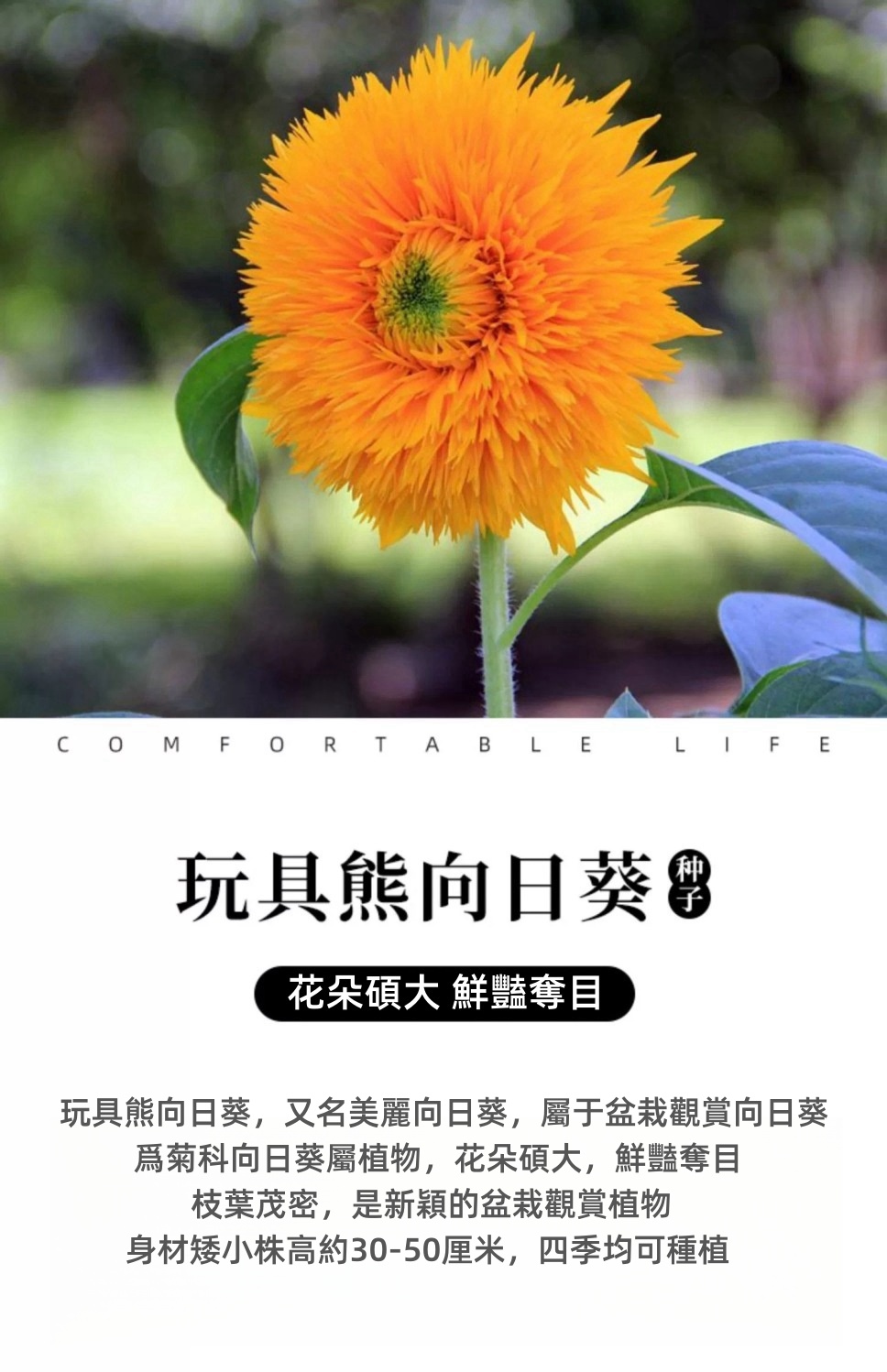向日葵详情图2.jpg