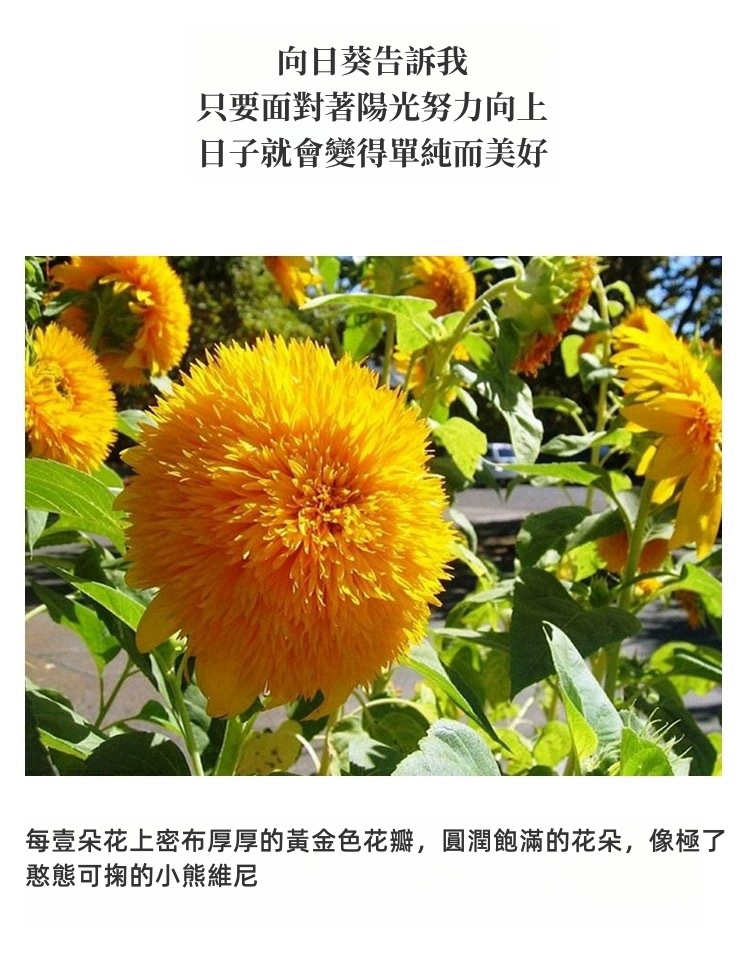 向日葵详情图4.jpg