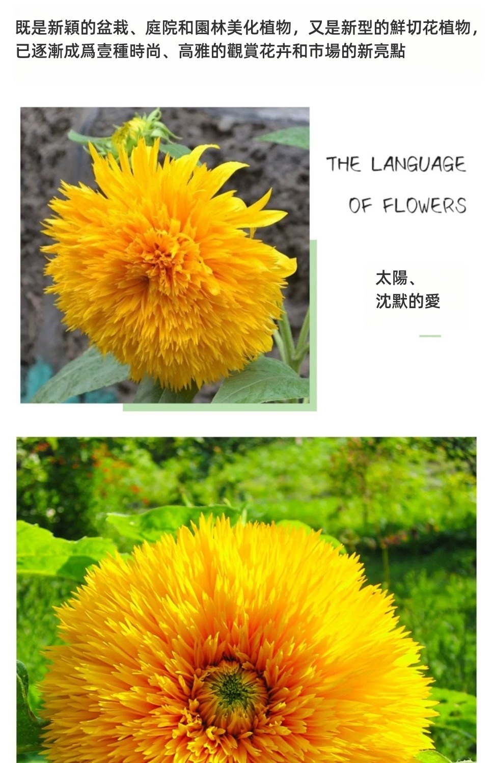 向日葵详情图7.jpg