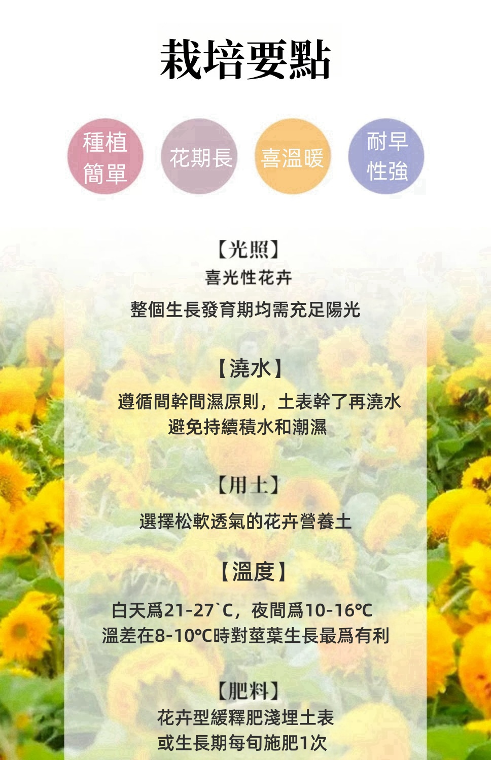 向日葵详情图9.jpg
