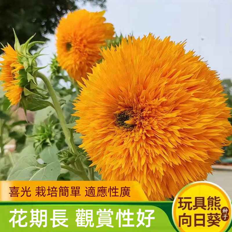 向日葵详情图12.png