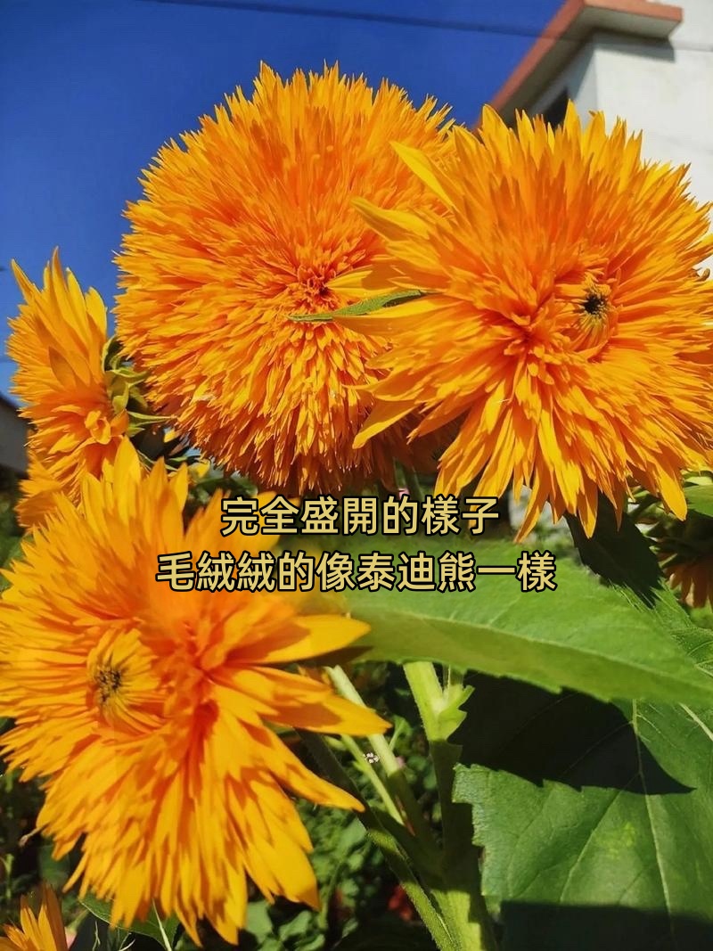 向日葵详情图19.jpg