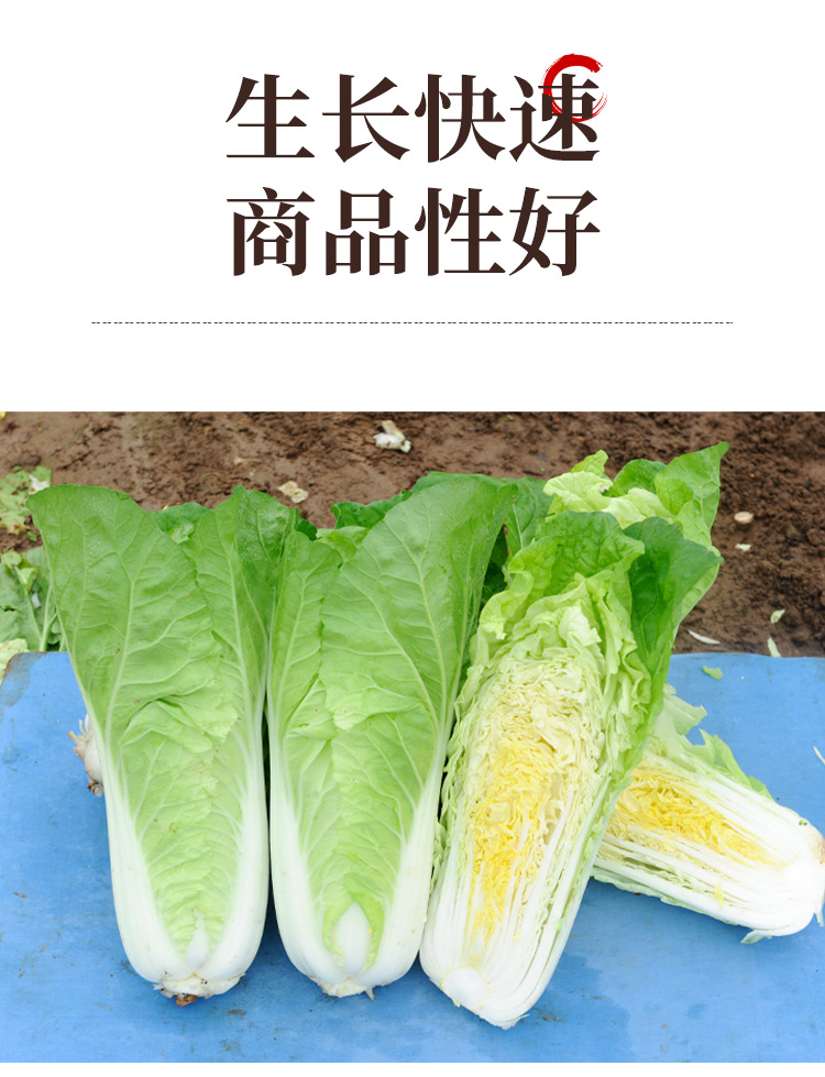快菜种子详情图4.jpg
