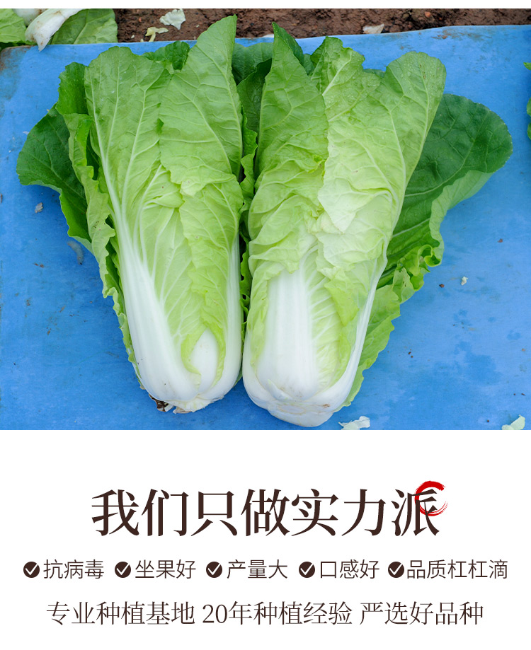 快菜种子详情图7.jpg